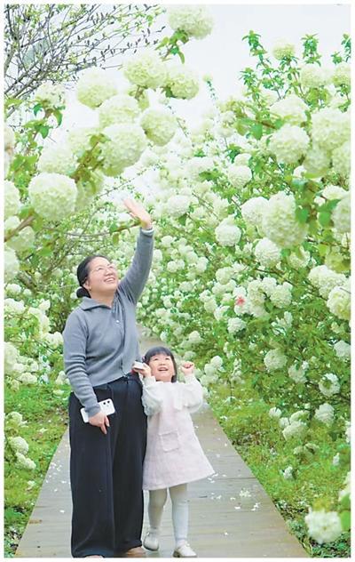 江西上饶新塘村种植花卉改良土壤废弃矿山盛开中华木绣球（美丽中国·跟着花期看生态改善）(图2)