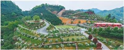 江西上饶新塘村种植花卉改良土壤废弃矿山盛开中华木绣球（美丽中国·跟着花期看生态改善）(图1)