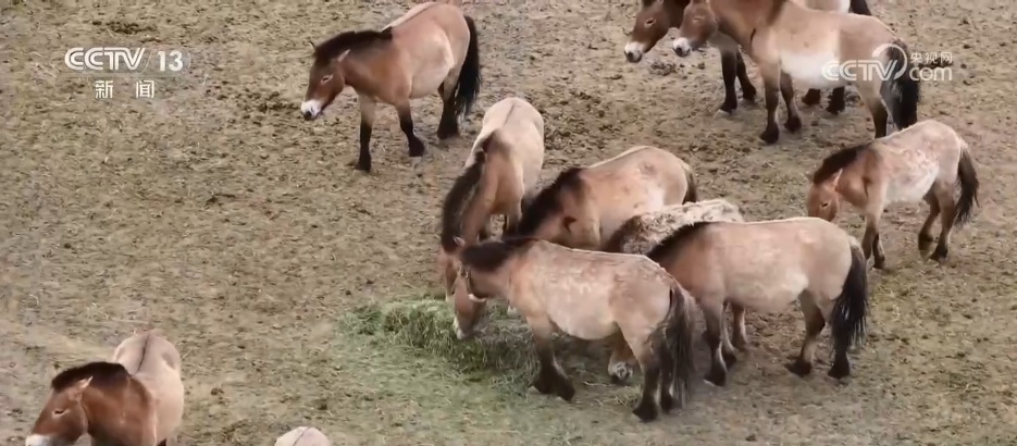 从“濒临灭绝”到“种群重生”跨越40余年的保护行动让“荒野精灵”重返家园(图3)