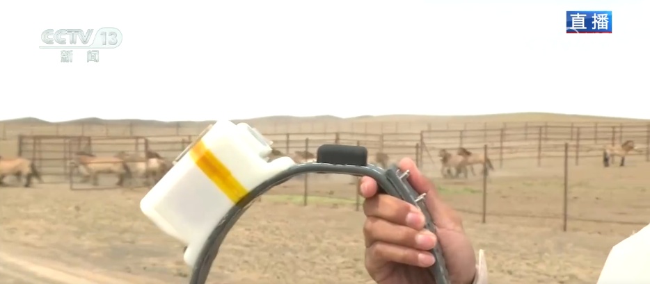 从“濒临灭绝”到“种群重生”跨越40余年的保护行动让“荒野精灵”重返家园(图2)