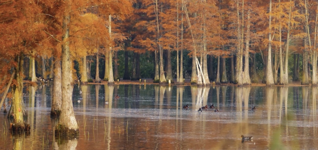 四川成都：水鸟翩跹尽显城市生态之美(图2)