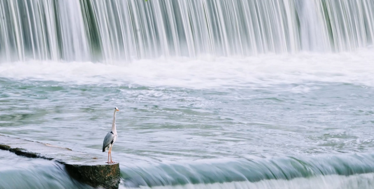 四川成都：水鸟翩跹尽显城市生态之美(图3)