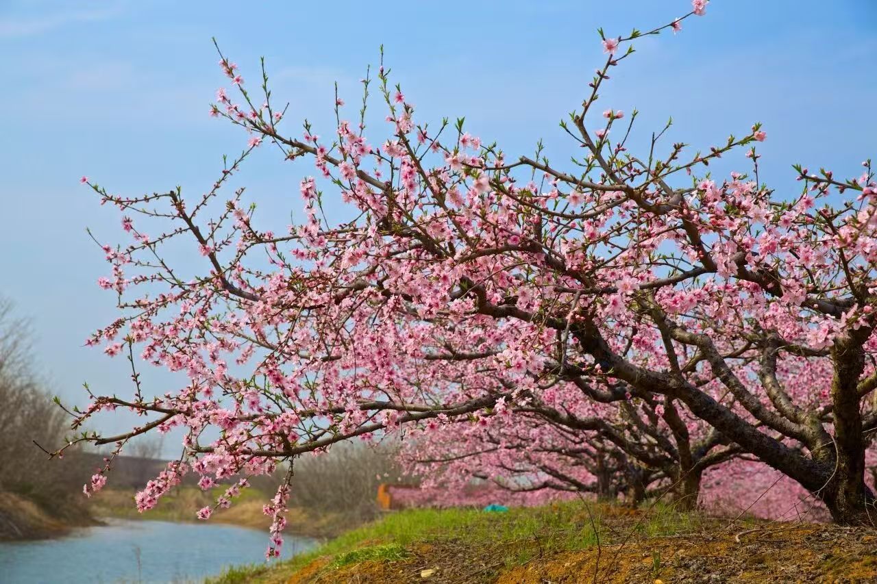 湖北孝感：老桃园连作障碍有望破解(图1)