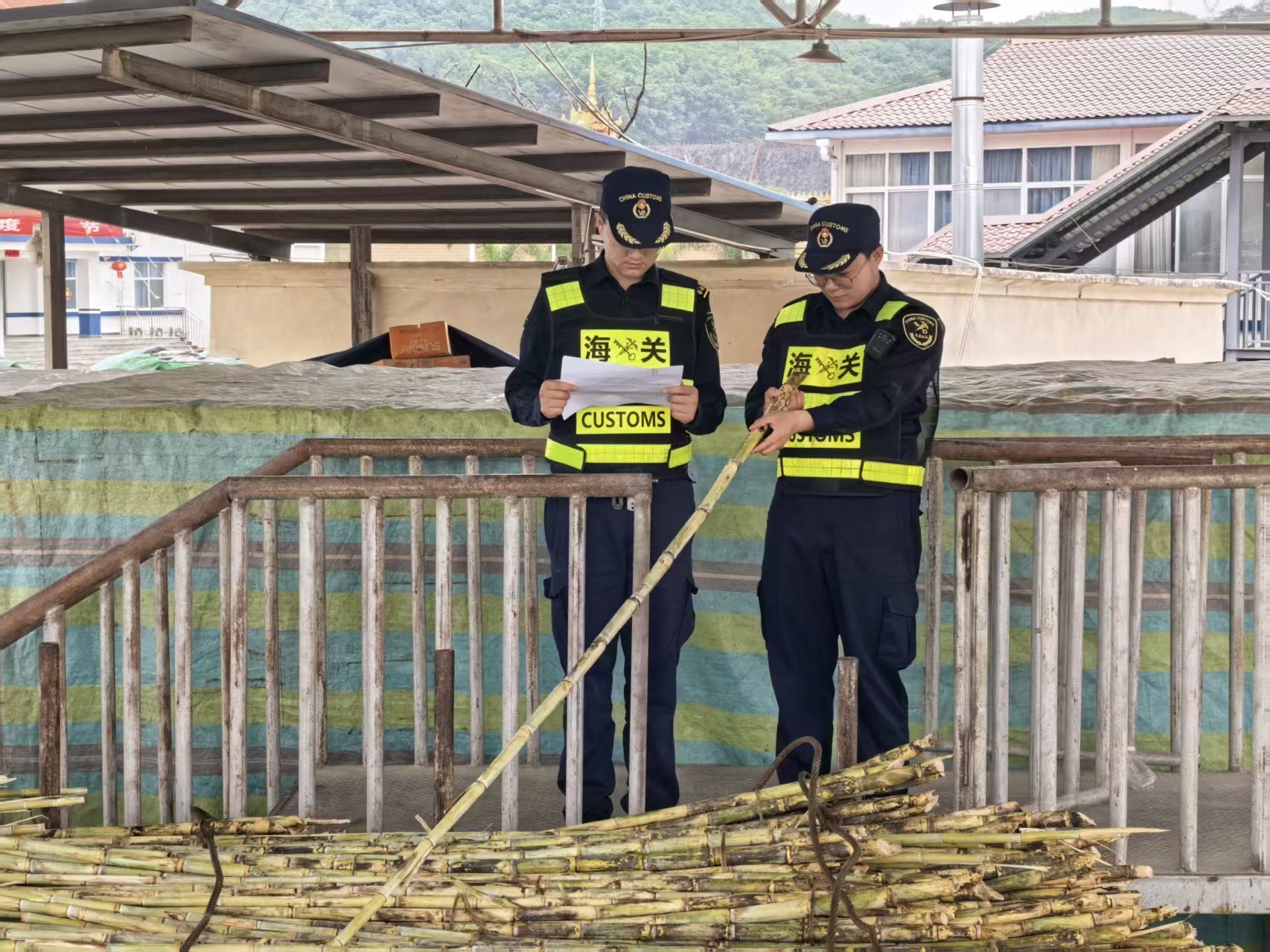 新榨季云南进口甘蔗达375万吨(图1)