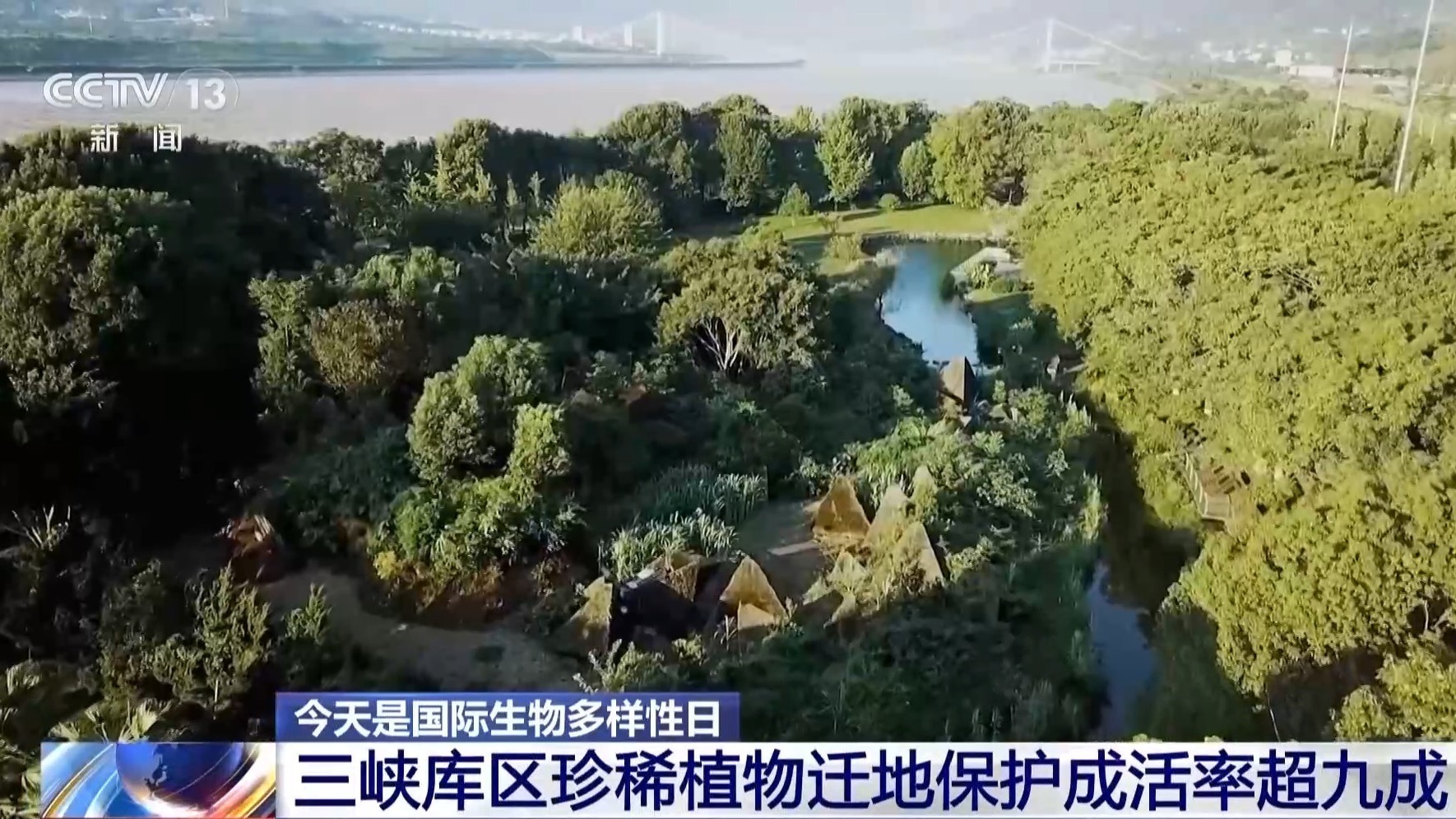 视频｜超33万亩栖息地被修复13条生态走廊让大熊猫们“安全串门”(图1)