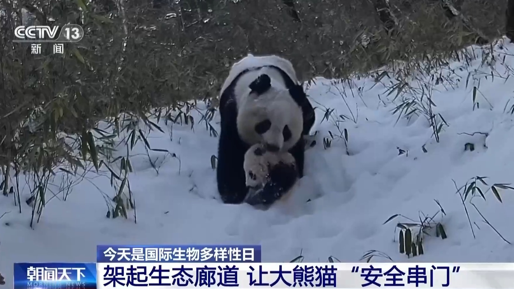 视频｜超33万亩栖息地被修复13条生态走廊让大熊猫们“安全串门”(图2)