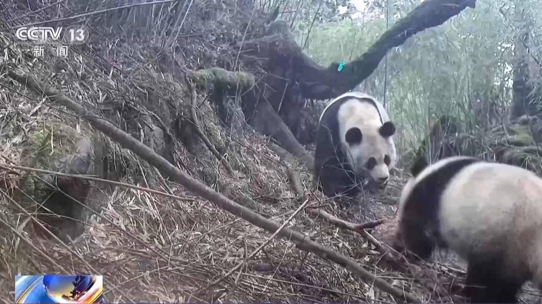 视频｜超33万亩栖息地被修复13条生态走廊让大熊猫们“安全串门”(图3)