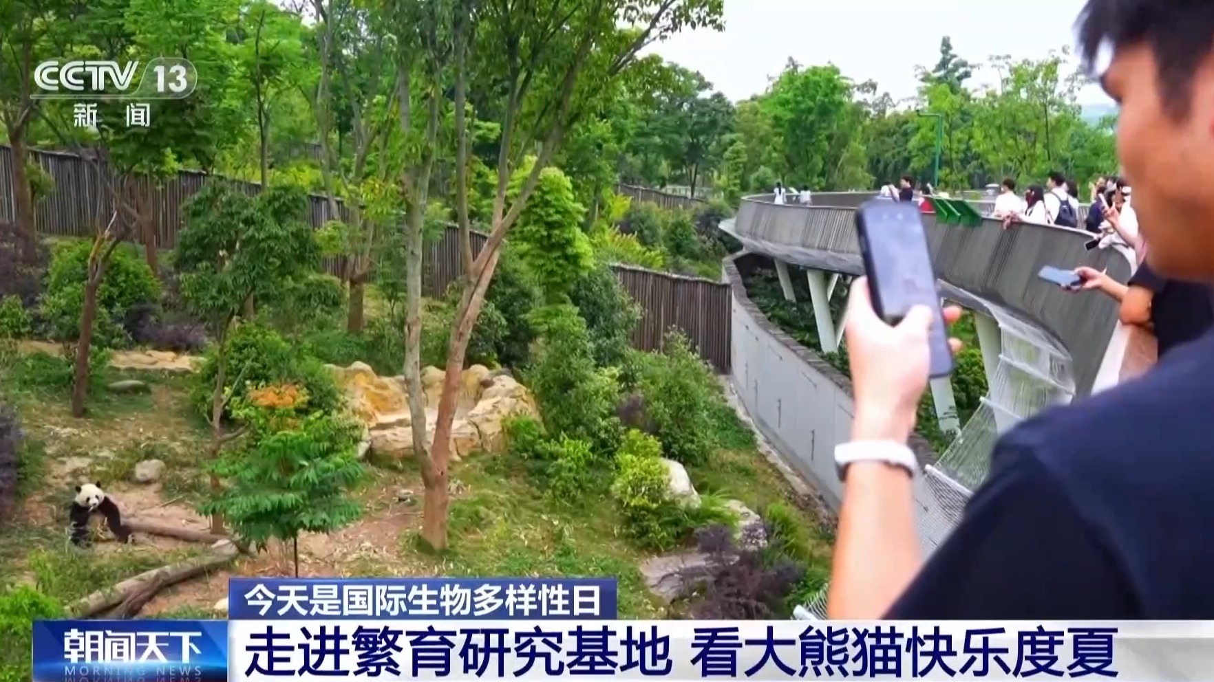 视频｜超33万亩栖息地被修复13条生态走廊让大熊猫们“安全串门”(图5)