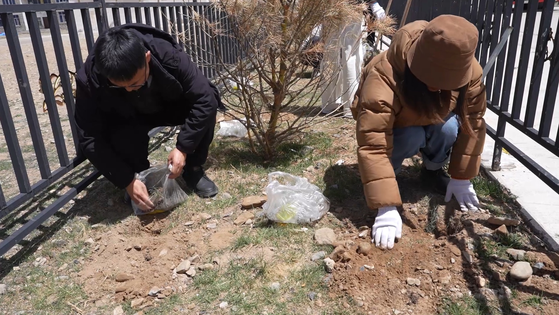 科技赋能高寒牧区“一点绿”工程落地那曲市班戈县佳琼镇(图3)