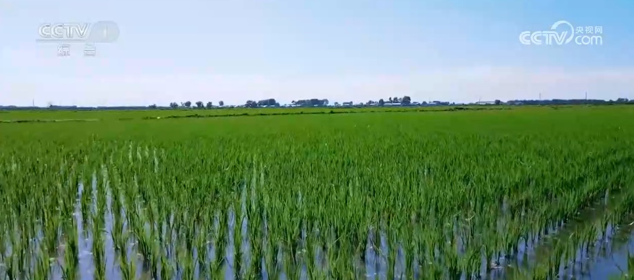 突破!抵御田间强光逆境给水稻涂上“防晒霜”实现稳产增产(图1)