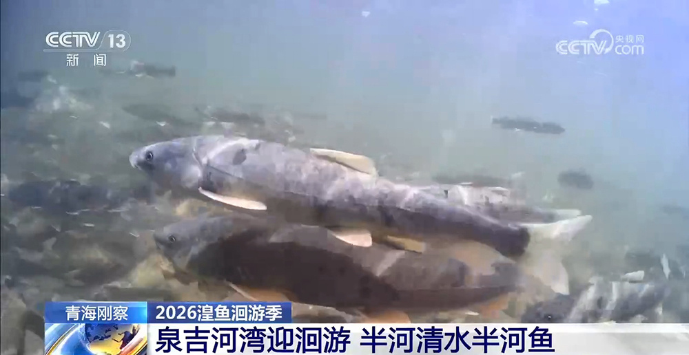 熊猫体育科技股份有限公司泉吉河湾迎洄游半河清水半河鱼(图1)