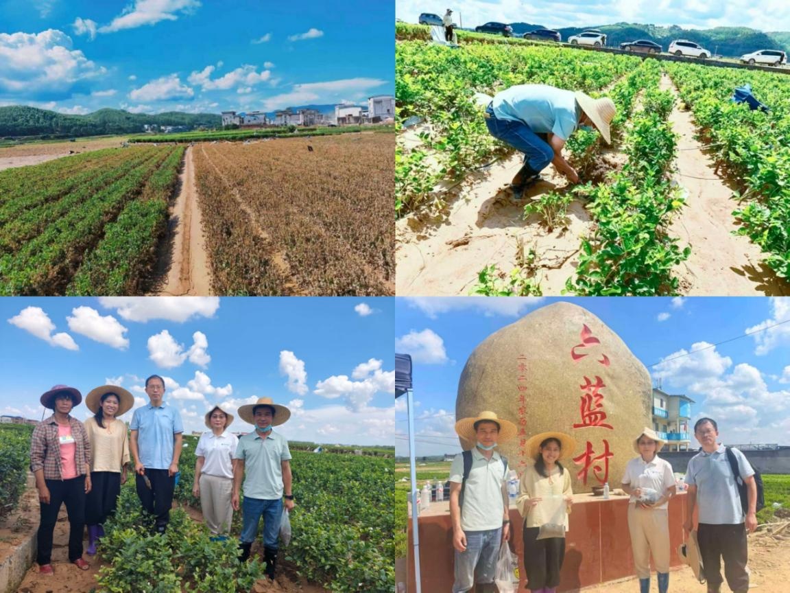 国家茶叶产业技术体系专家赴广西横州指导茉莉花灾后复产(图1)