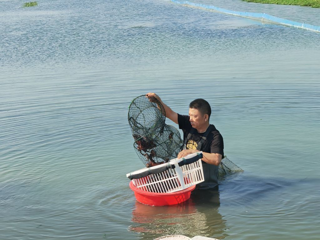 夏日寻味记｜寻找潜江小龙虾的风味密码(图1)