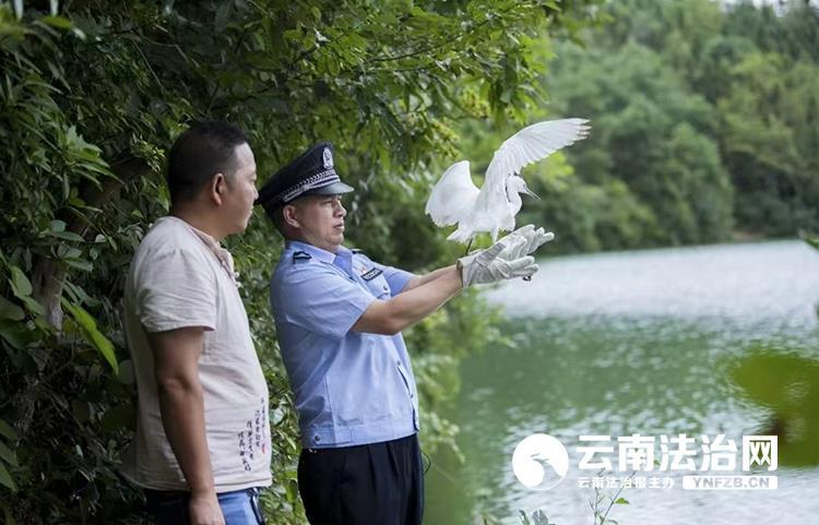 昭通镇雄：白鹭“飞累”了民警来救助(图2)