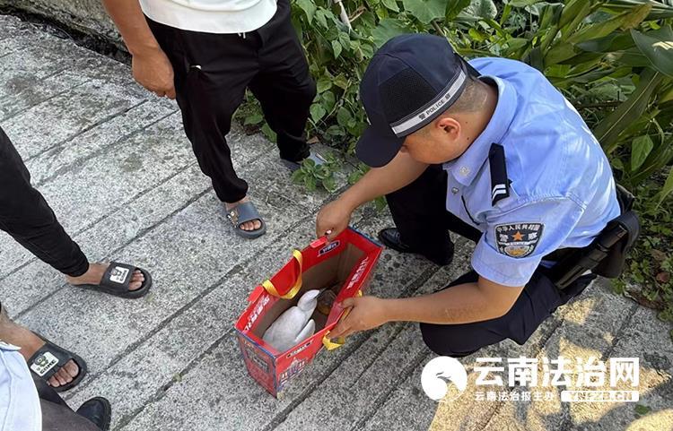昭通镇雄：白鹭“飞累”了民警来救助(图1)