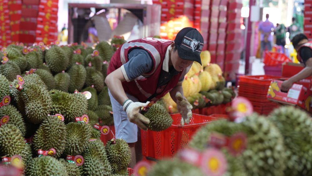 走笔天下丨越南榴莲正熟(图3)