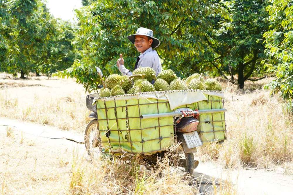走笔天下丨越南榴莲正熟(图5)