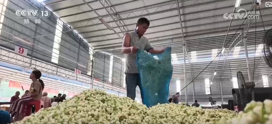 风雨过后花香归来！比花香更动人的是花农不低头的那股劲儿(图1)