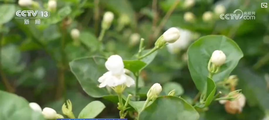 风雨过后花香归来！比花香更动人的是花农不低头的那股劲儿(图5)