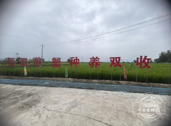 吉地振兴·沃土向新|读懂吉林农业的变(图1)