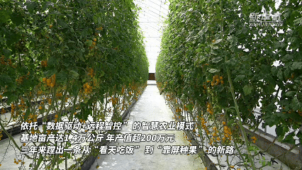 山乡新画卷：靠天变靠屏智慧农业蹚出新路子(图2)