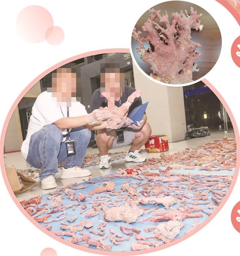 一艘故意遮挡船号的“三无”渔船在我国专属经济区海域疯狂逃窜还往海里抛下装满赃物的泡沫箱。这起海警巡航中意外查获的案件牵出了一个分工严密的19人犯罪团伙——谁在非法采捕“深海灵物”红珊瑚(图1)