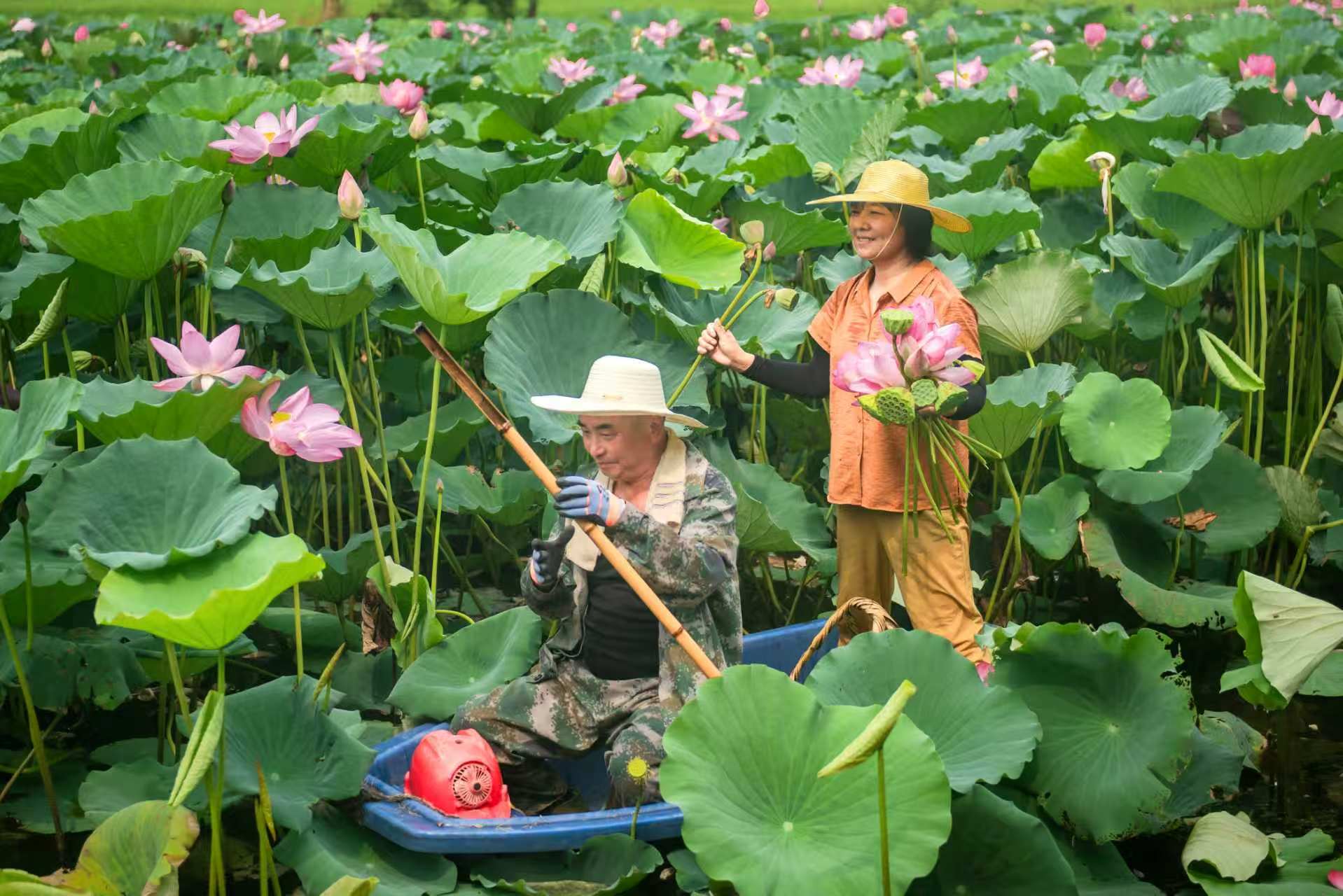 安徽来安：从“藕”经济到“花”经济托起富民好光景(图1)