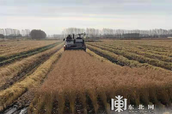 绥粳27水稻品种图片