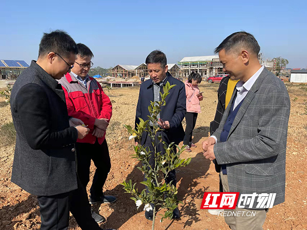 衡南县科技专家服务团走进大三湘 油茶产业助推乡村振兴