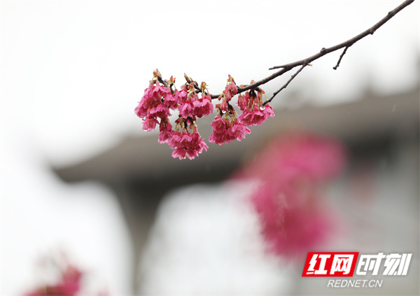湖南道县：花开迎春来