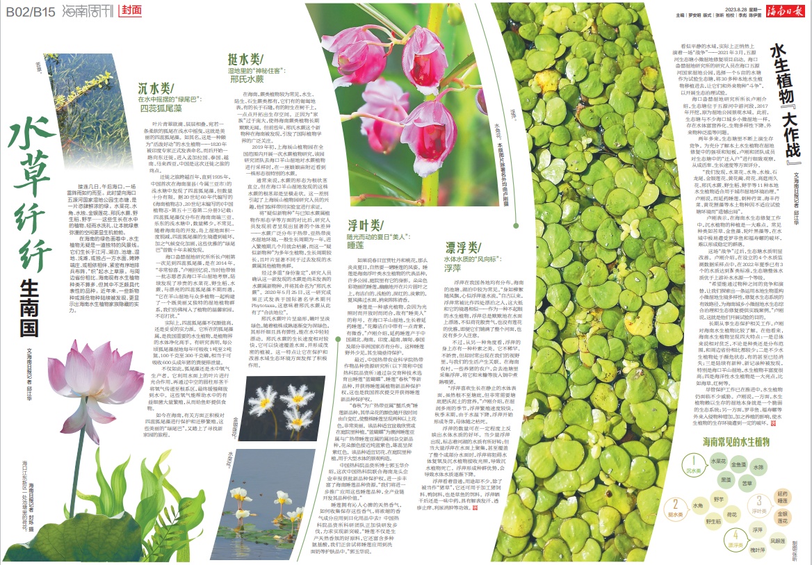 海南周刊| 水生植物绿草苍苍在水一方