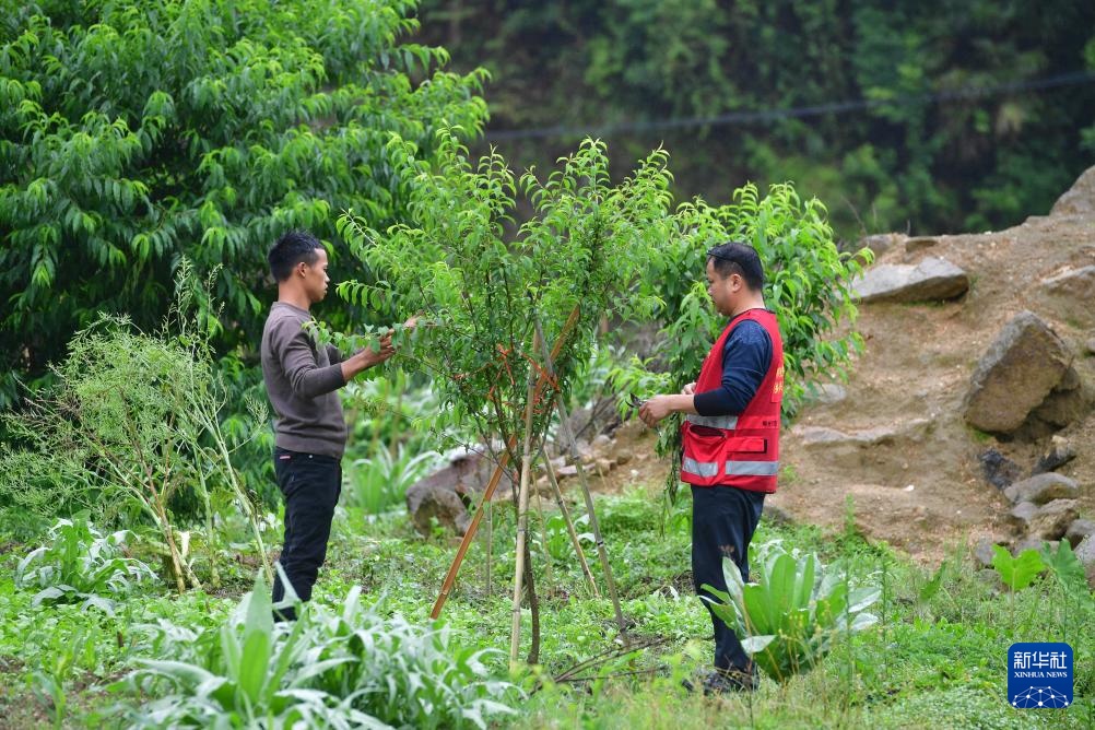 他们坚持每年种树 守护绿水青山