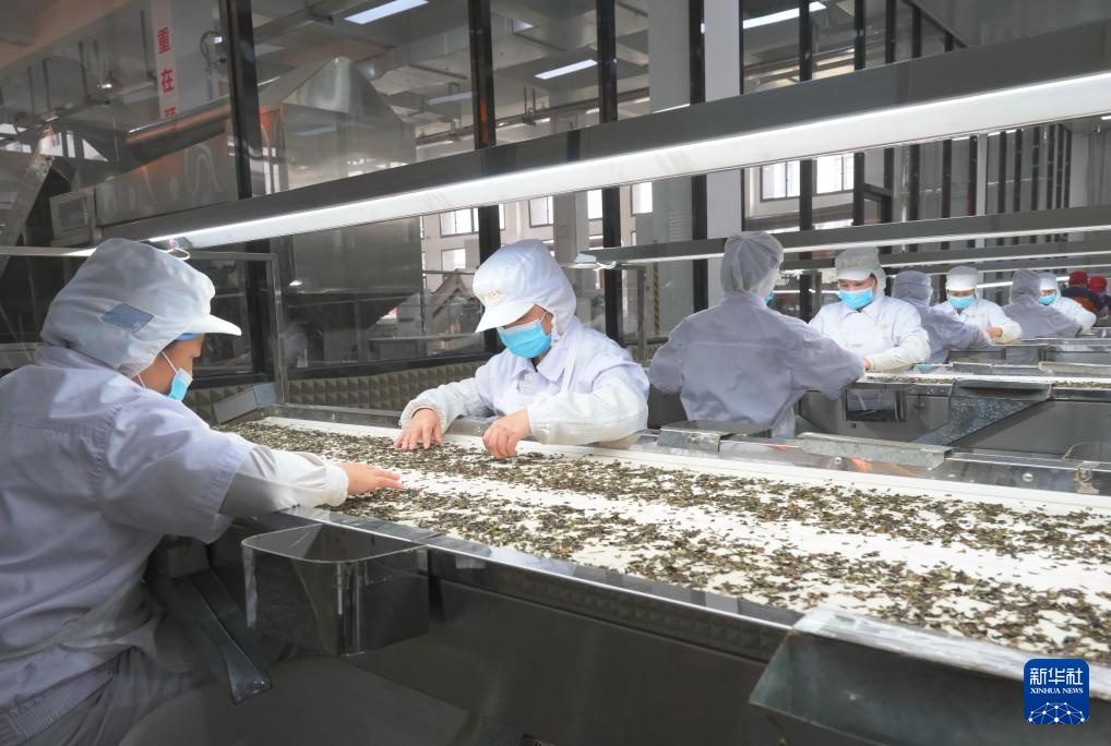 4月10日,福建品品香茶业有限公司工人在生产车间流水线上挑拣茶叶