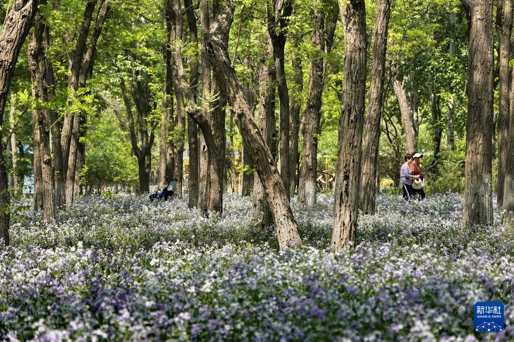 4月21日,市民在二月兰盛开的朝阳区京城森林公园游玩