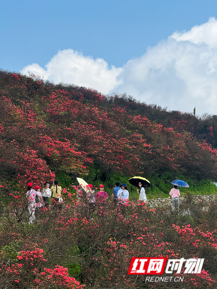 永州阳明山杜鹃图片