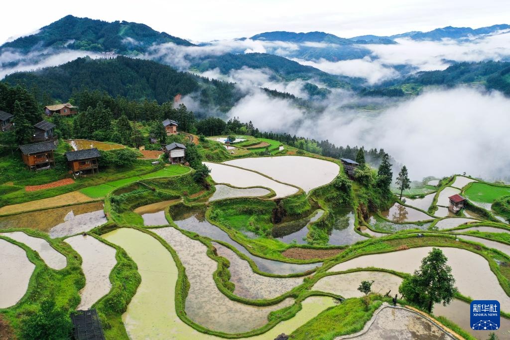 梯田新雨后  美景入画来