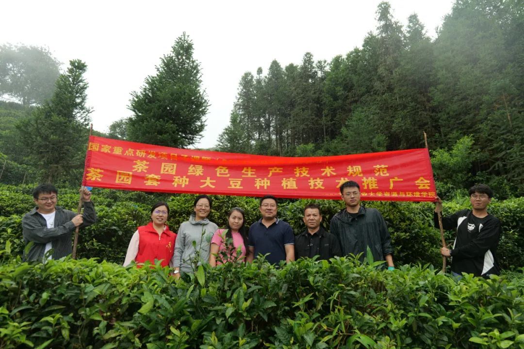 红河元阳:绿野茶香,科技助农开辟致富路