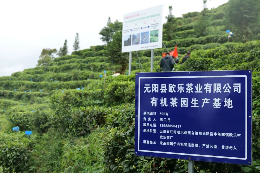 红河元阳:绿野茶香,科技助农开辟致富路