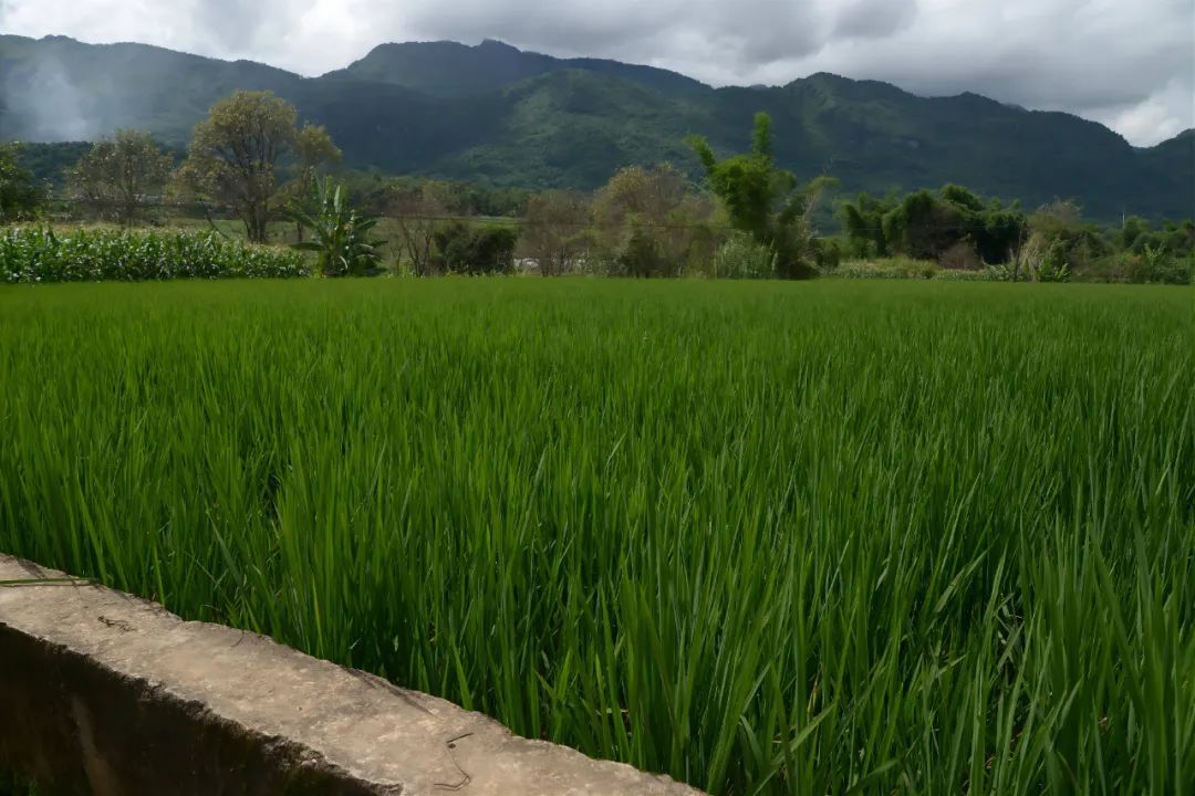 时下,镇康县勐捧镇种植的水稻进入生长关键期,在高标准农田里的水稻株