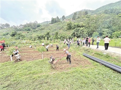 近年来,华坪县荣将镇积极探索林下种植,林下旅游,林下养殖等林下 