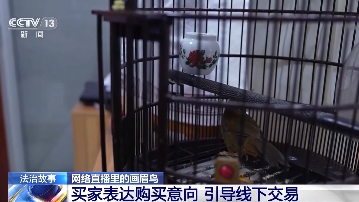 法治在线丨深夜直播竟暗藏非法交易 男子售卖画眉鸟被刑拘
