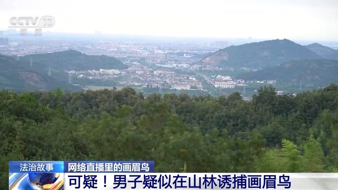 法治在线丨深夜直播竟暗藏非法交易 男子售卖画眉鸟被刑拘