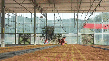 又是一年丰收时丨科技赋能促振兴 现代农业绘出好“丰”景