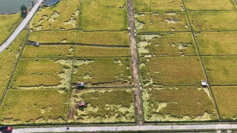 江西赣州：216万亩晚稻陆续收获 新技术新模式助力增产丰收