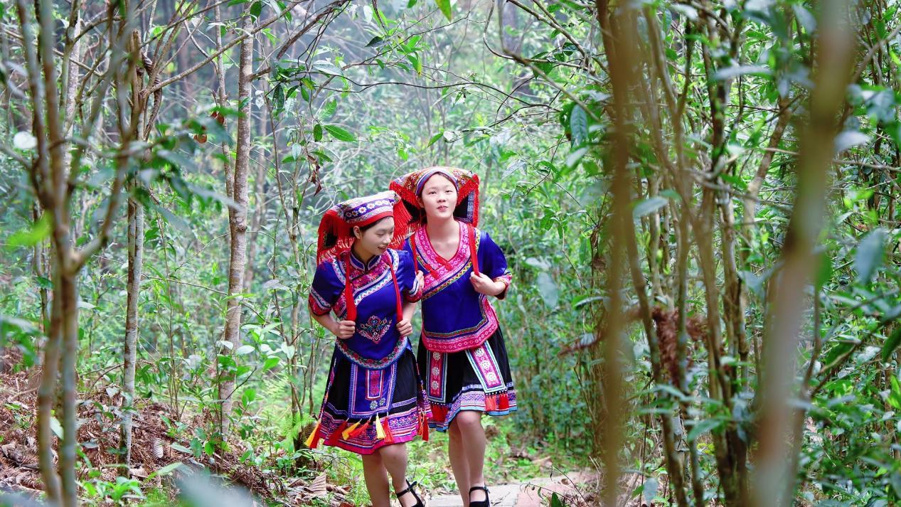 湖南江华:探寻古茶树(上)