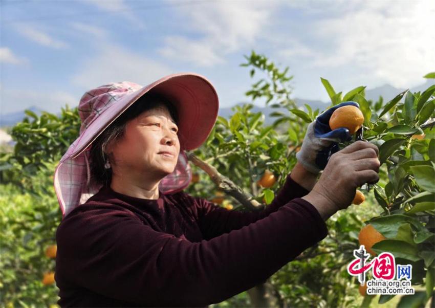 湖南慈利：富硒柑橘飘香 乡村振兴谱新篇(图)