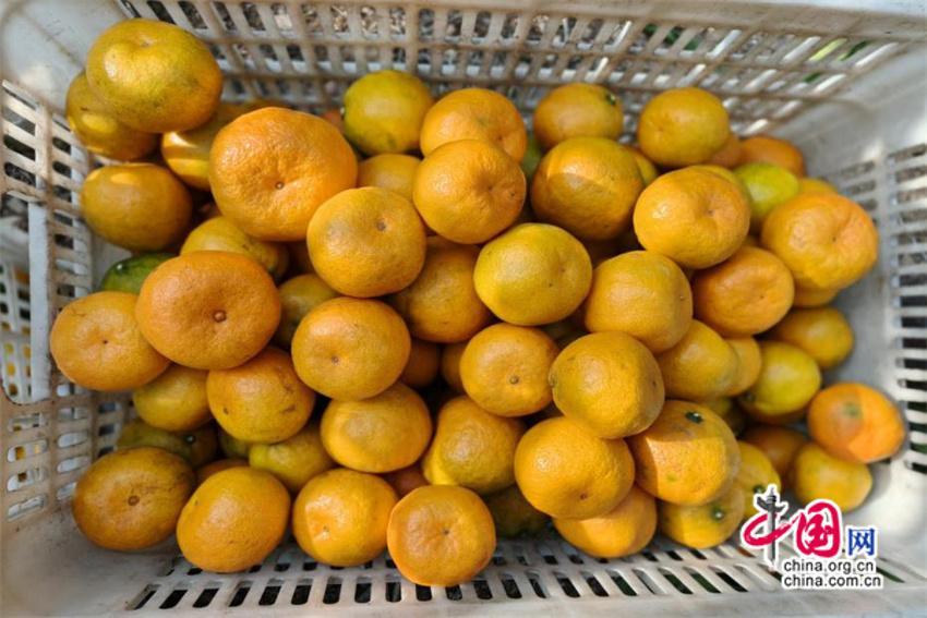 湖南慈利：富硒柑橘飘香 乡村振兴谱新篇(图)