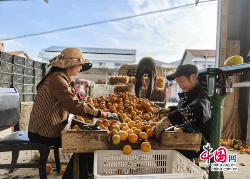 湖南慈利：富硒柑橘飘香 乡村振兴谱新篇(图)