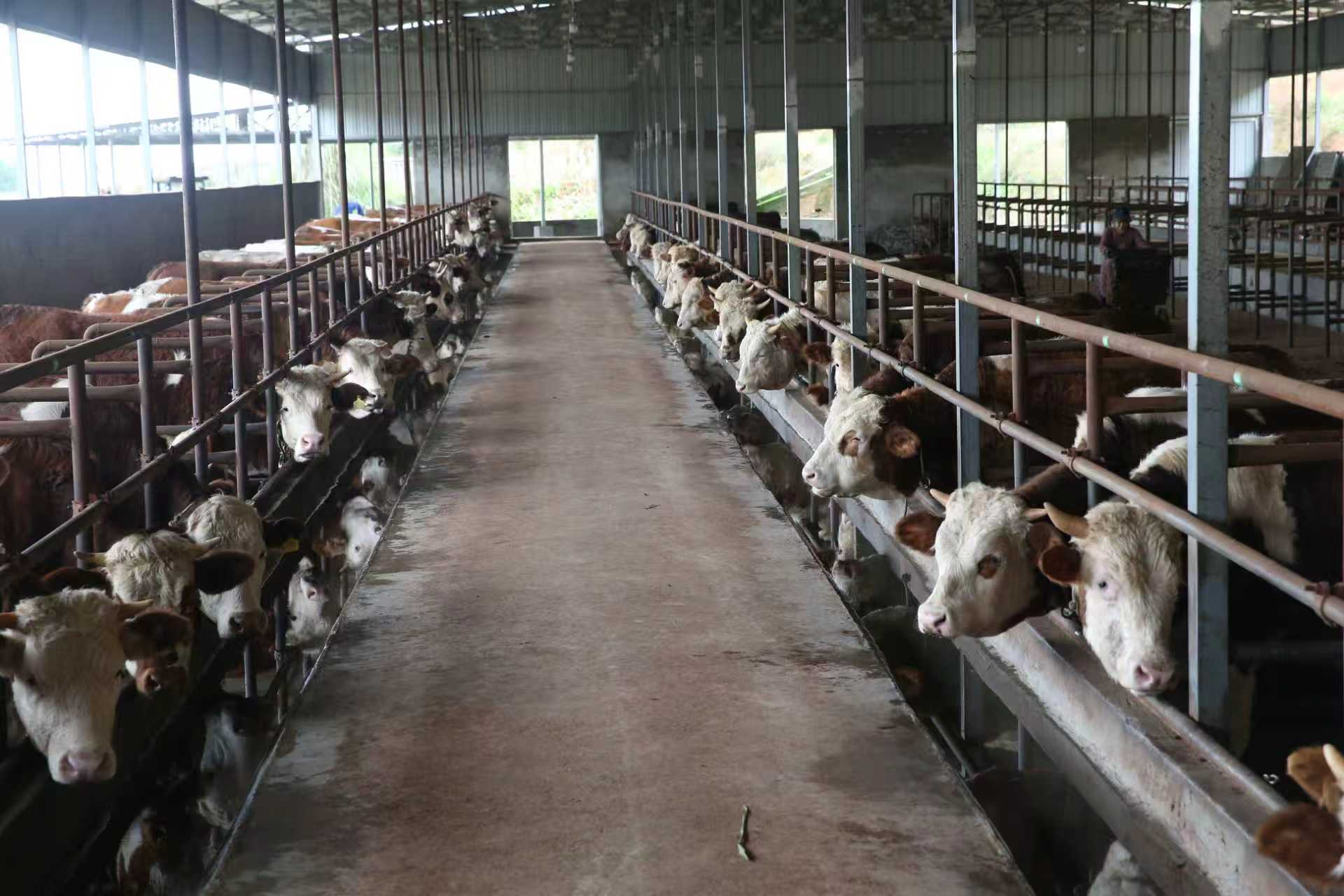 四川阆中木兰镇：“牛经济”走出一条致富路