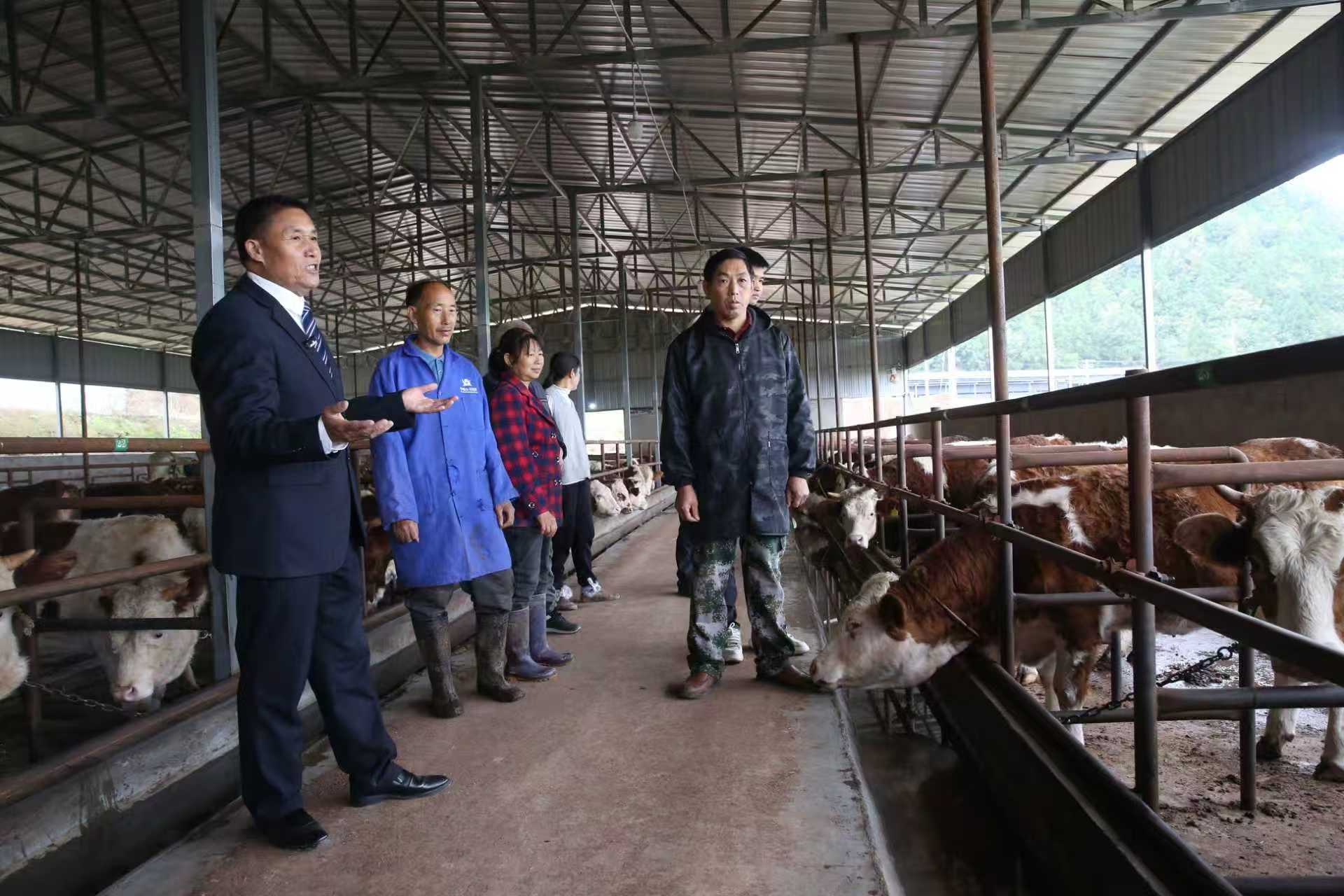 四川阆中木兰镇：“牛经济”走出一条致富路